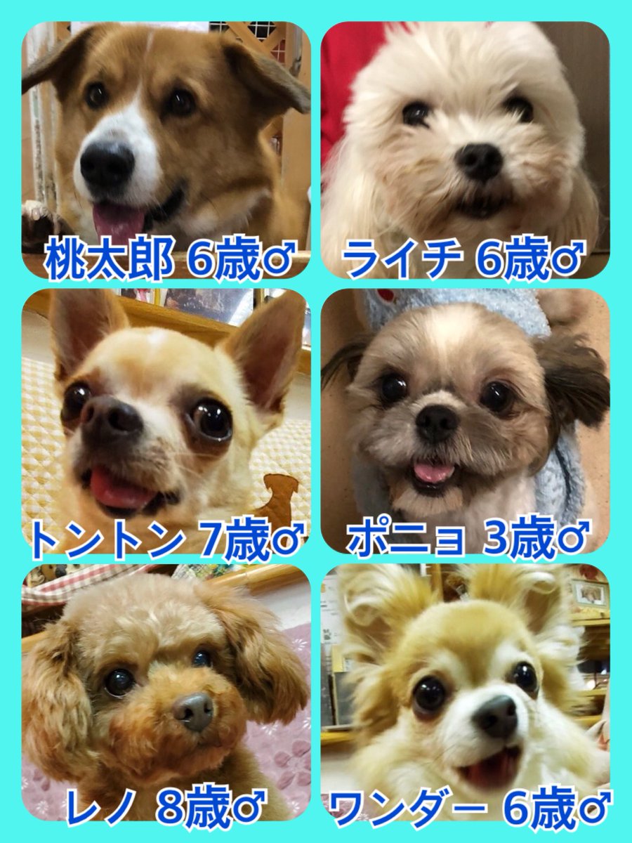 🐾今日の里親様募集中ワンコ🐶メンバーです🐾2020,2,2